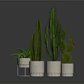 Various Cacti and Succulents in White Pots on Reflective Floor with Gray Background