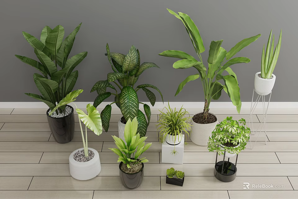 Multiple Potted Plants With Diverse Leaf Shapes In White And Black Planters On Wooden Floor 3d model 