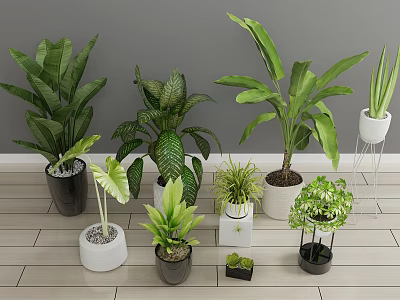 Multiple Potted Plants With Diverse Leaf Shapes In White And Black Planters On Wooden Floor 3d model