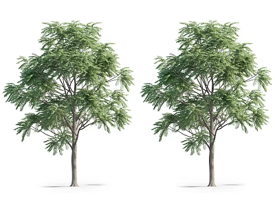 Two Arbor Trees With Lush Green Foliage And Straight Trunks On White Background 3d model