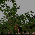 Tree Pit Featuring Lush Green Foliage Red Flowers And Fruits Under Blue Sky