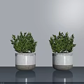Two Green Bonsai Plants in White and Gray Concrete Pots for Modern Indoor Setting