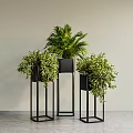 Stylish Potted Plants on Black Metal Stands Against Light Background and Gray Floor
