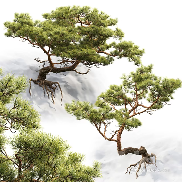 Elegant Pine Tree With Green Lush Foliage Twisted Trunk And Exposed Roots 3d model 