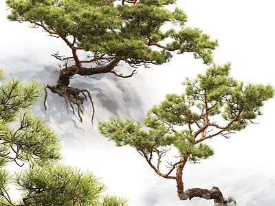 New Chinese Pine 3d model