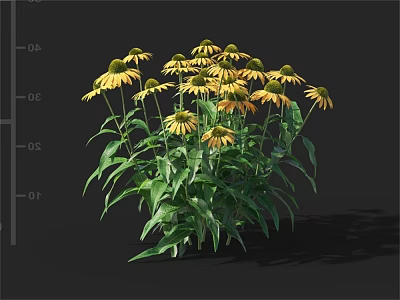 Blooming Yellow Flowers With Lush Green Leaves In Fresh Garden Plant 3d model