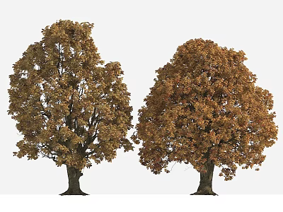 Two Deciduous Trees With Brown Yellow Leaves And Lush Canopies In Autumn 3d model