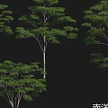 Diverse Arbor Species Including Camphor Yellow Pagoda and Albizia Trees