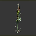 Four Unique Flower Buds with Red and White Petals on Green Stems and Decorative Bases