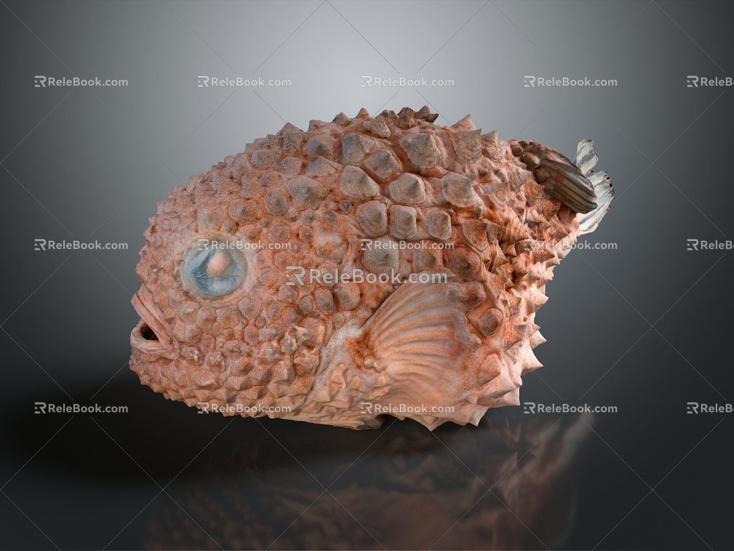 Modern fish, round fin fish, sucker, round fin fish, finch fish 3d model