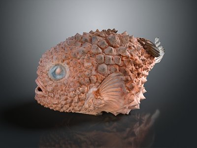 Modern fish, round fin fish, sucker, round fin fish, finch fish 3d model