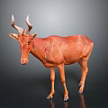 Realistic Reddish Brown Antelope With Curved Horns Standing On Dark Background