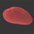 Shell Cartoon Pearl Pink Red Shell Mussel Clam Freshwater Pearl Seawater Pearl Nanyang Pearl 3d model