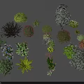 Various Types Of Arbor Trees And Decorative Green Shrubs In Garden Landscape
