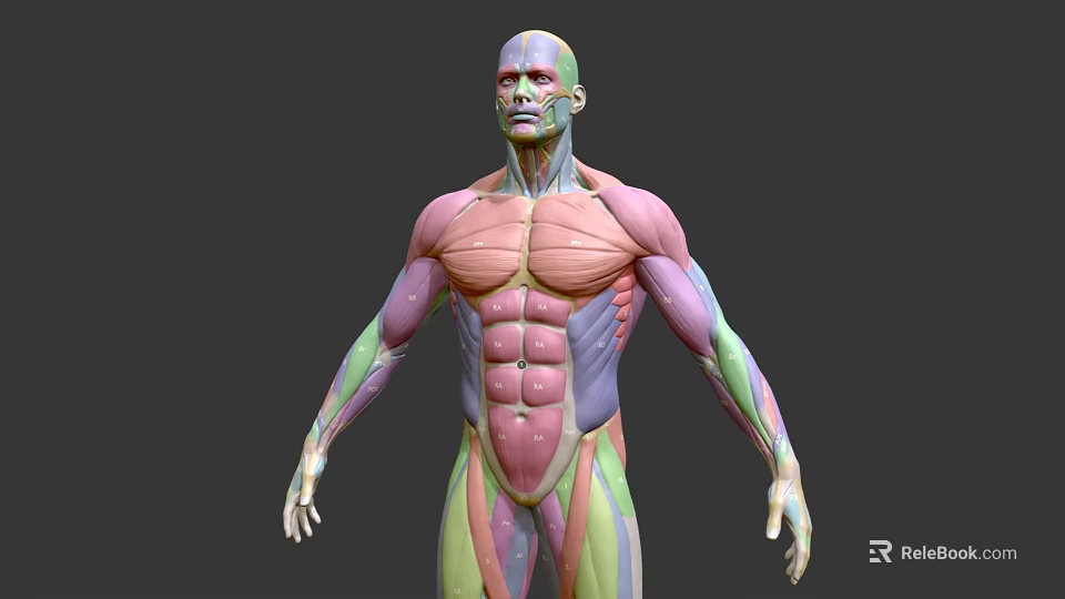 Medical Device 3D Human Muscle Anatomy Detailed Anatomical Model Visualization 3d model