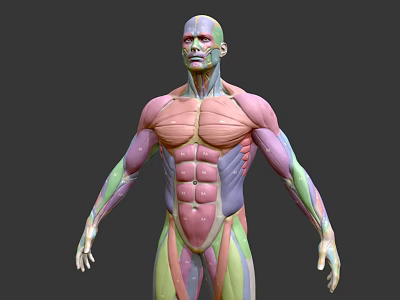 Medical Device 3D Human Muscle Anatomy Detailed Anatomical Model Visualization 3d model