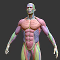 Medical Device 3D Human Muscle Anatomy Detailed Anatomical Model Visualization 3d model