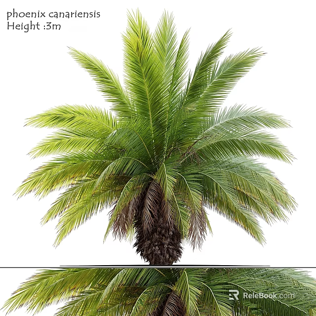 Garden Ornament Palm Tree with Lush Green Fronds and Tropical Foliage for Outdoor Gardens 3d model 