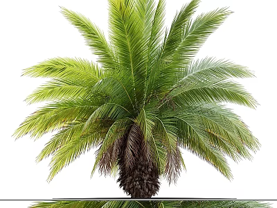 Garden Ornament Palm Tree with Lush Green Fronds and Tropical Foliage for Outdoor Gardens 3d model