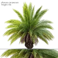 Garden Ornament Palm Tree with Lush Green Fronds and Tropical Foliage for Outdoor Gardens