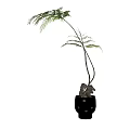Elegant Fern Bonsai Potted Plant With Slender Stems And Feathery Fronds In Black Perforated Pot