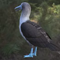 Blue Footed Bird with Grayish Blue Feathers Blue Beak Standing on Grassland