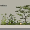 Modern Plant Arrangement With Tall Trees Low Shrubs Ferns In White Rectangular Planter