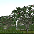 Municipal Road Landscaping With Trees Bearing Pink Flowers And Green Lawn