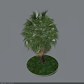 Palm Tree With Green Leaves Trunk And Shadow In Circular Grassy Area On Gray Ground