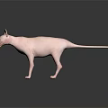 Sphynx Cat With Hairless Pink Skin And Blue Eyes Standing On Smooth Surface