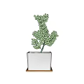 Lush Green Succulent Plant Growing in White Square Pot on Wooden Tray