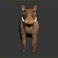 Realistic Warthog 3D Model With Brown Fur And Curved Tusks In Standing Pose