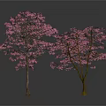 Two Blooming Cherry Blossom Trees With Pink Flowers On White Background
