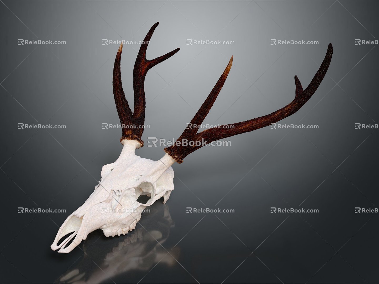 Modern Skull Goat Skull Animal Skull Fossil Skull 3d model