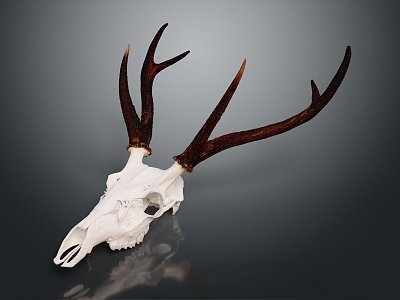 Modern Skull Goat Skull Animal Skull Fossil Skull model