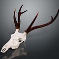 Modern Skull Goat Skull Animal Skull Fossil Skull 3d model