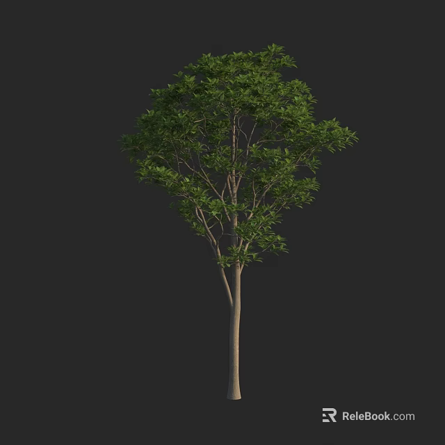 Green Leafy Arbor Tree With Tall Straight Trunk In Isolated Black Background 3d model