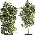 Bonsai Potted Plants With Lush Green Foliage In Black Ceramic Pots For Home Decor
