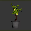 Vibrant Lemon Tree with Green Leaves and Yellow Lemons in Gray Pot