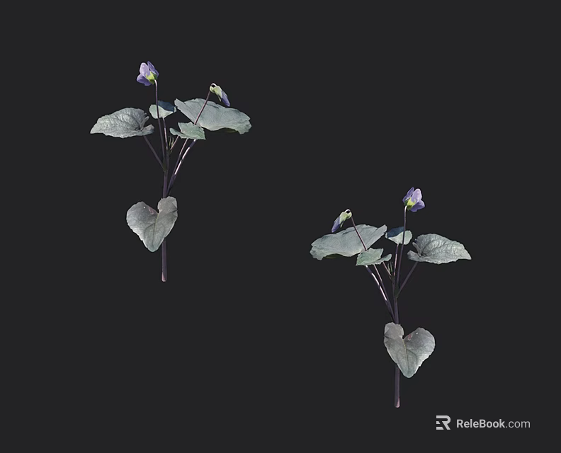 Beautiful Purple Flowering Plants With Heart Shaped Green Leaves Against Black Background 3d model 