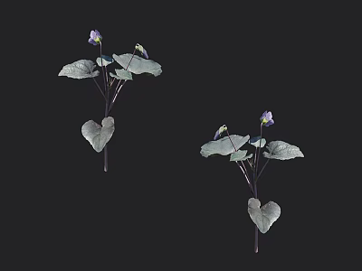Beautiful Purple Flowering Plants With Heart Shaped Green Leaves Against Black Background 3d model