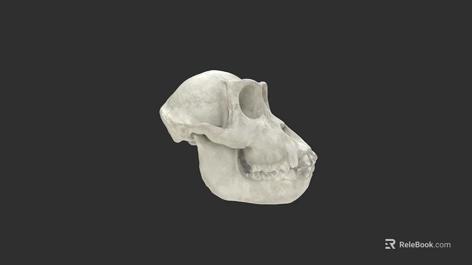 White Skull 3D Model with Detailed Anatomical Structure on Black Background 3d model 