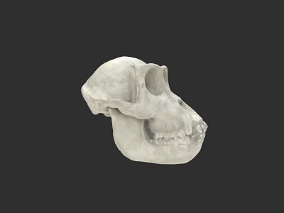White Skull 3D Model with Detailed Anatomical Structure on Black Background 3d model
