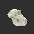 White Skull 3D Model with Detailed Anatomical Structure on Black Background