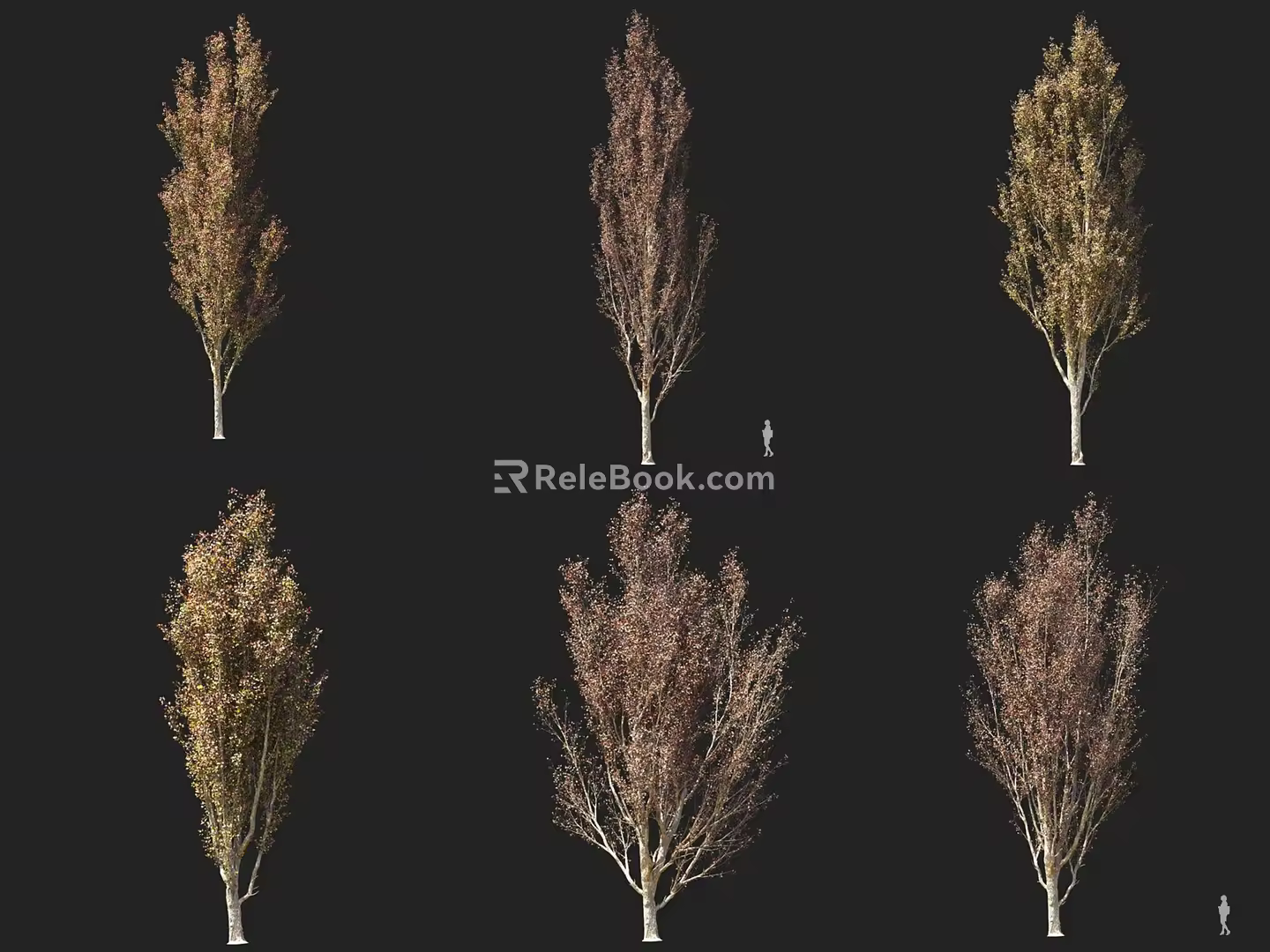 Poplar Populus tomentosa Poplar Tree Poplar Tree Autumn and Winter Tree Yellow Leaf Tree Litter Leaf Tree Roadside Tree 3d model