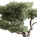 Elegant Bonsai Tree with Curved Trunk and Lush Green Foliage in Copper Cylindrical Pot