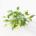 Potted Green Plant With Yellow And Green Leaves For Home Decoration