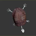 Turtle Cartoon Turtle Snapping Turtle Chickbill Turtle Reptile Cold Blooded Animal Reptile Class 3d model