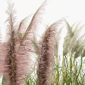 Tall Pampas Grass With Feathery Plumes And Green Leaves In Natural Garden