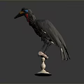 Black Bird With Blue Eyes Red Throat And Long Beak Standing On White Base